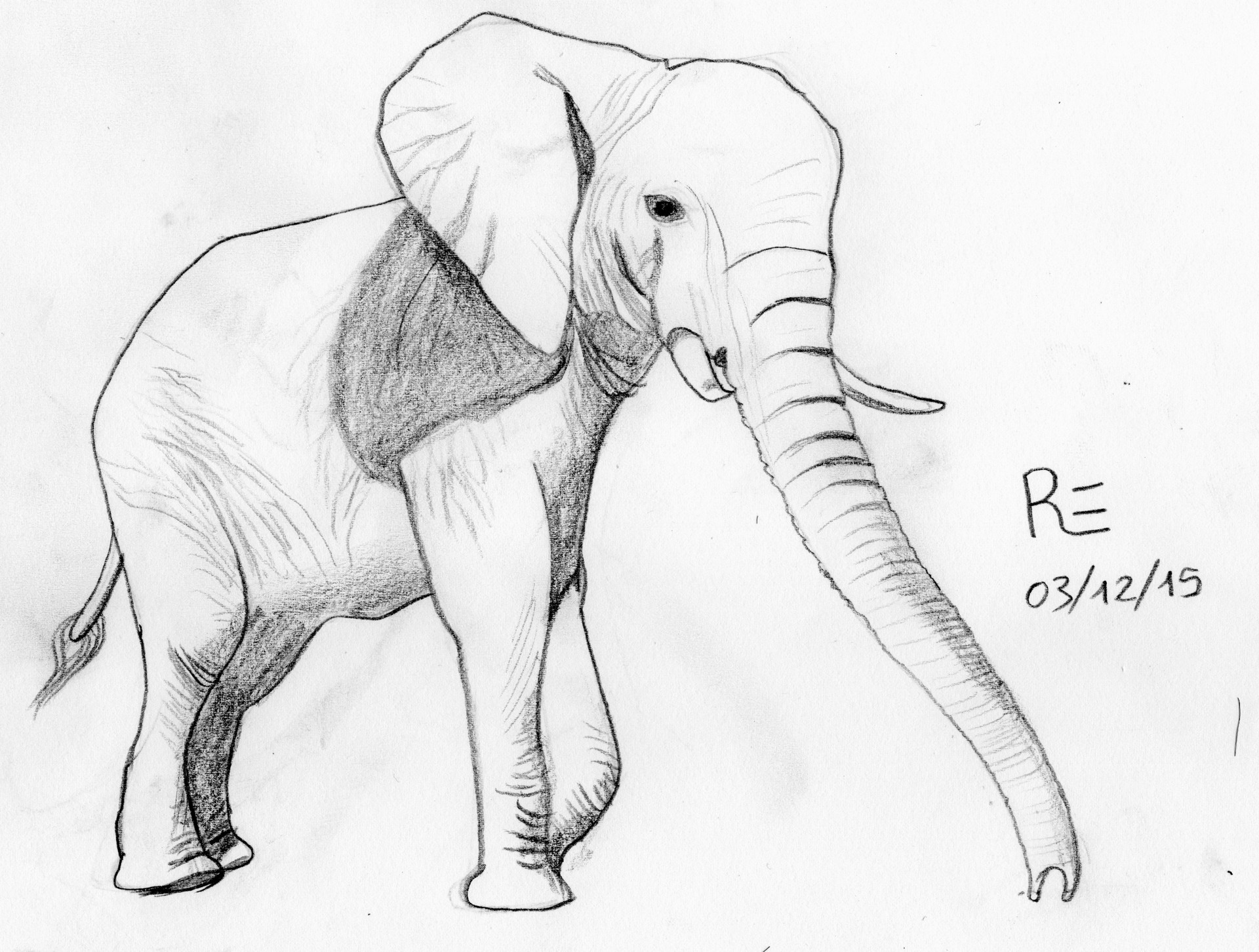 Elephant par Rehvaro