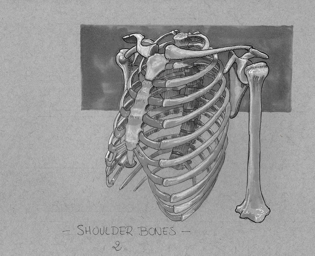 Day 5 shoulder bones 2 par Haekel