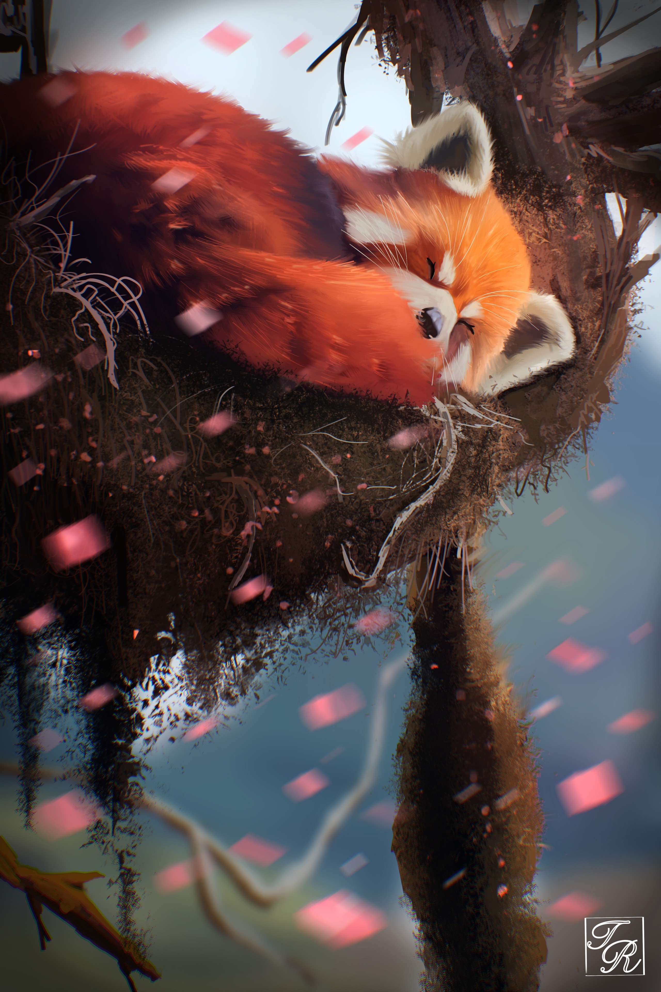 Panda roux par Toto