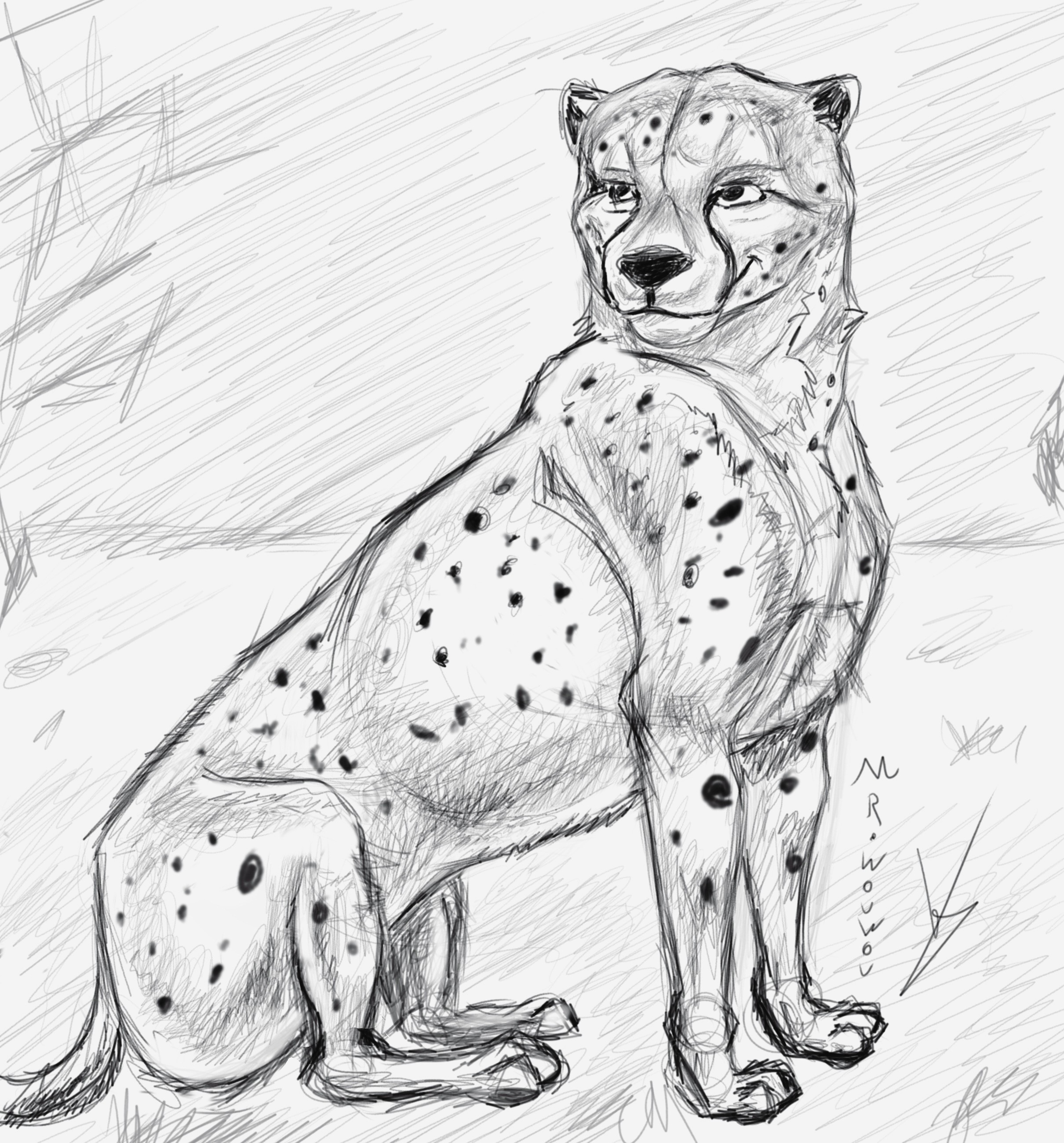 Croquis cheetah par Mr.Wouwou