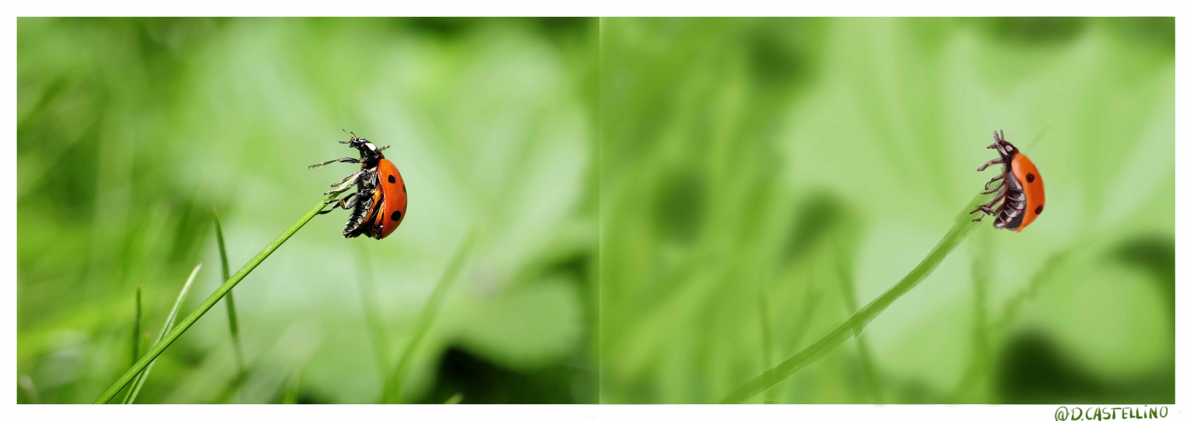 ladybug-insect-nature-meadow_Coccinelle_web par Shamala