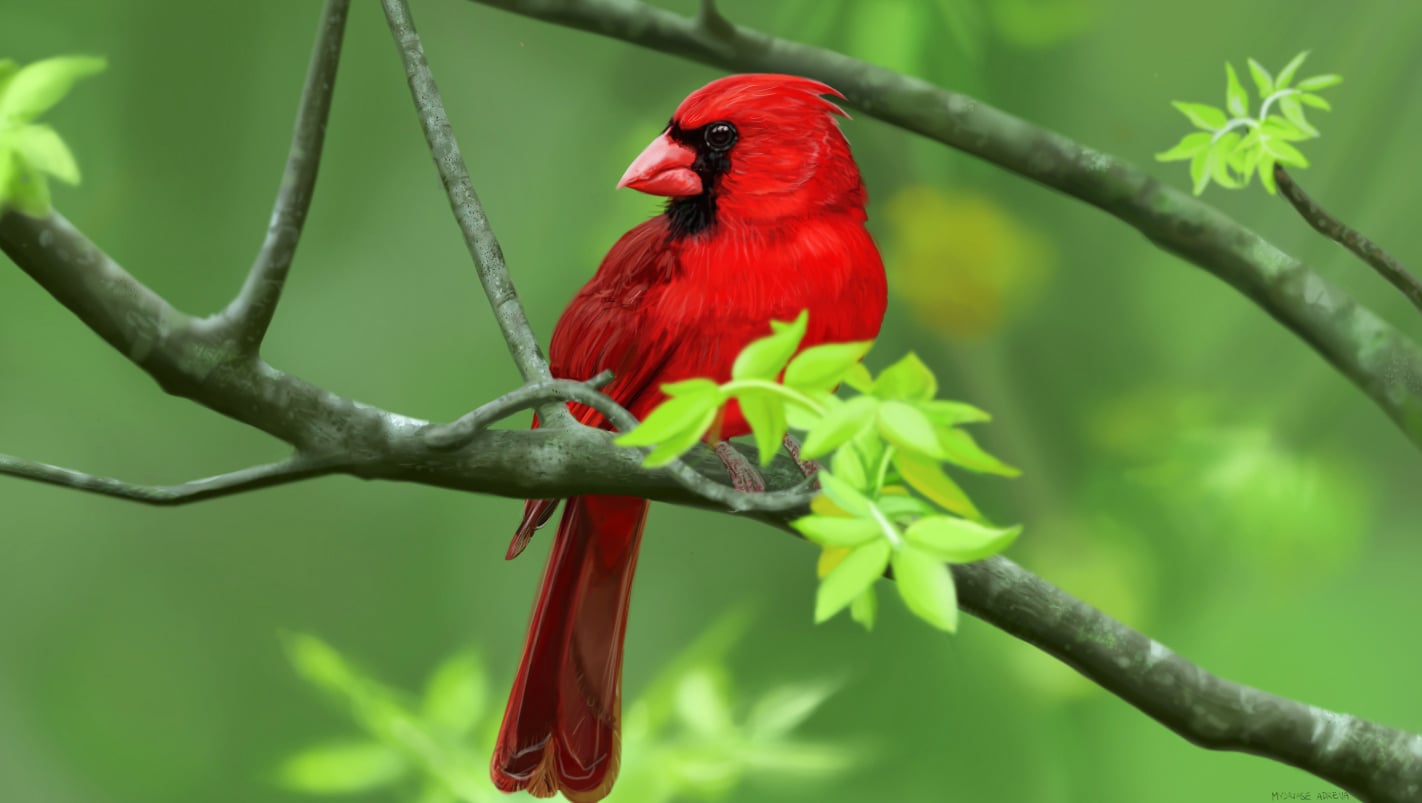 Oiseaux rouge par Mydriase Adrena